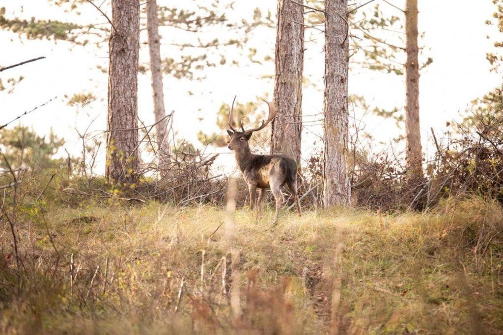 Heerlijk Vrijstaand Huis Aan De Duinen Burgh-Haamstede Bagian luar foto